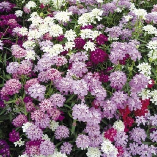 planting candytuft seeds 1000 CANDYTUFT Iberis Umbellata Mixed Colors Ground Cover Flower Seeds – The Gardening World