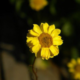 250 Yellow Star Strawflower Seeds Helichrysum subulifolium