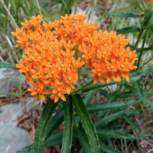 40 Butterfly Milkweed Seeds Asclepias tuberosa Native Perennial for Monarchs