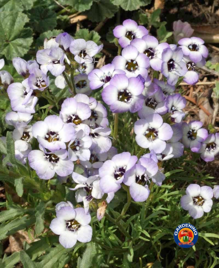 birds eye flower seeds 1000 BIRDS EYES Gilia Tricolor Flower Seeds – The Gardening World