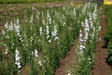 250 Delphinium Rocket Larkspur White Seeds ajacis