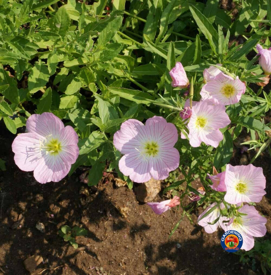 evening primrose flower seeds 1000 Evening Primrose Pink Ladies Flower Seeds Oenothera Speciosa – The  Gardening World