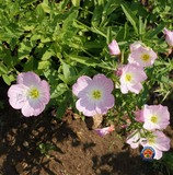 1000 Evening Primrose Pink Ladies Flower Seeds Oenothera Speciosa
