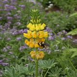 100 Yellow Lupine Flower Seeds Lupinus densiflorus aureus