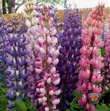 100 Russell Lupine Flower Seeds Lupinus polyphyllus Perennial