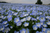 500 Baby Blue Eyes Flower Seeds Nemophila menziesii