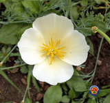 300 WHITE CALIFORNIA POPPY White Linen Flower Seeds