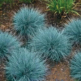 1000 BLUE FESCUE Fesnea Glauca Ornamental Grass Seeds Festuca ovina glauca