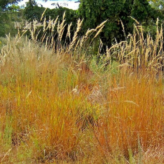 500 Indian Grass Seeds Native Prairie Wildflower Clumping Ornamental Perennial