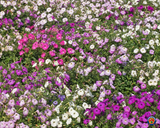 1000 Petunia Flower Seeds Dwarf Mix Nana Compacta