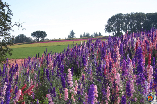 Delphinium Pixie Rockets 1000 Delphinium Rocket Larkspur Seeds Giant Imperial Mix – The ...