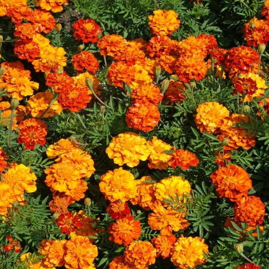 marigold french sparky seeds 250 Sparky Mix French Marigold Seeds Tagetes Patula Flower – The Gardening World