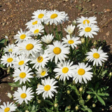 1oz DWARF SHASTA DAISY Chrysanthemum Flower Seeds "Silver Princess" Apx 24,000