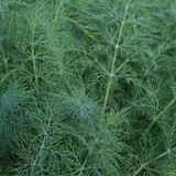 250 Bouquet Dill Seeds Anethum Graveolens Culinary Herb