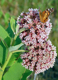 30 Butterfly Milkweed Seeds Pink Asclepias Syriaca Native Perennial for Monarchs