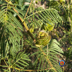 butterfly host plant seeds 250 Mimosa Desmanthus Illinois Bundleflower Seeds Reakirt's Butterfly – The Gardening World