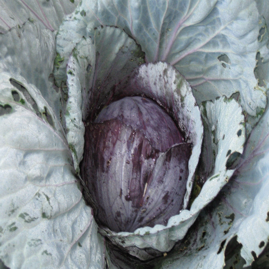 250 Heirloom MAMMOTH Red Rock Cabbage Seeds
