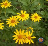 200 Ox-Eye Sunflower Heliopsis Helianthoides Seeds