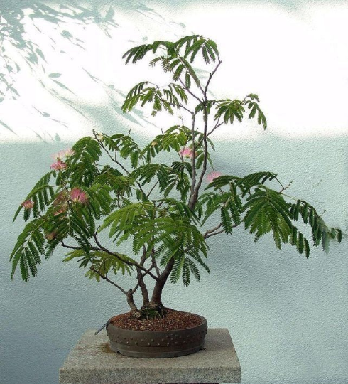 grow sensitive plant from seed 100 Sensitive Plant Seeds Mimosa Pudica - Fun For Kids