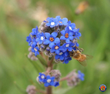 1 oz Blue Italian Alkanet Anchusa Capensis Flower Seeds (Approx 12,000 Seeds)