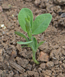 40 Sweet Pea Seeds ‘Early Multiflora Mix’ Flower Seeds Annual Lathyrus odoratus