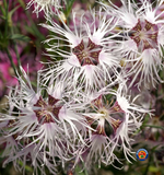 500 Dianthus Rainbow Loveliness Mixed Flower Seeds