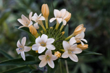150 Phlox Large Flowered Collomia grandiflora Flower Seeds