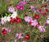 500 Fringed Pinks Dianthus Superbus Flower Seeds Fragrant