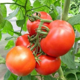 500 Rutger's Heirloom Tomato Seeds