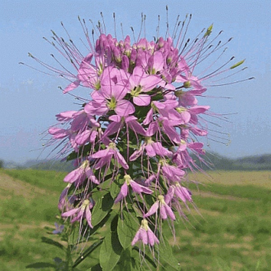 rocky mountain bee plant seeds 200 Rocky Mountain Beeplant Flower Seeds Cleome serrulata – The Gardening World