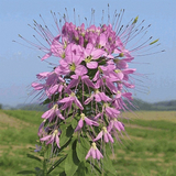 75 Rocky Mountain Beeplant Flower Seeds Cleome serrulata