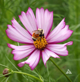 250 Cosmos ‘Picotee’ Flower Seeds Bipinnatus