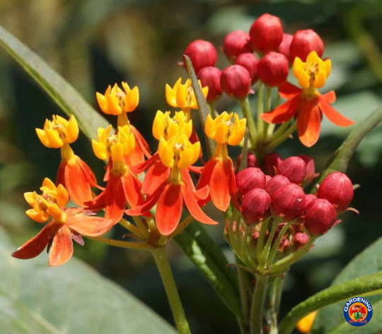 blood flower milkweed seeds 100 Bloodflower Butterfly Milkweed Flower Seeds Asclepias Curassavica – The  Gardening World