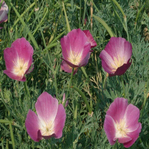 300 California Poppy Flower Seeds Purple Gleam Eschscholzia Californica
