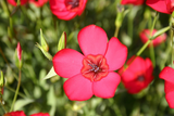 500 Scarlet Flax Flower Seeds Linum grandiflorum rubrum