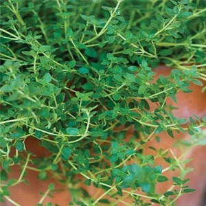1000 Common Garden Thyme Seeds Herb
