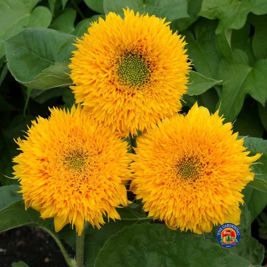 100 Sunflower ‘Dwarf Sungold’ Flower Seeds Helianthus annuus