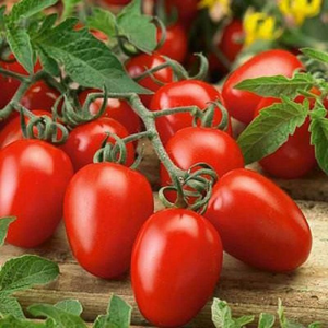150 Italian Roma VF Tomato Seeds Great For Canning Sauces
