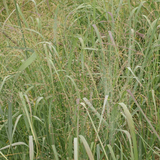 1000 Switchgrass Switch Grass Seeds ‘Cave In Rock’ Panicum virgatum