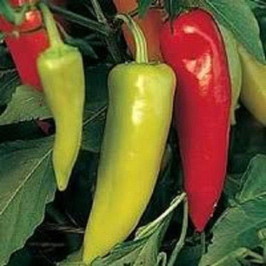 100 Organic Hungarian Hot Wax Banana Pepper Seeds - Heirloom, NON-GMO - USA Grown