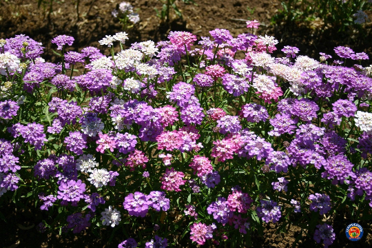 planting candytuft seeds 1000 CANDYTUFT Iberis Umbellata Mixed Colors Ground Cover Flower Seeds – The Gardening World