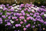 1000 CANDYTUFT Iberis Umbellata Mixed Colors Ground Cover Flower Seeds