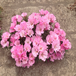 500 Godetia Pink Flower Seeds Native Wildflower Clarkia amoena