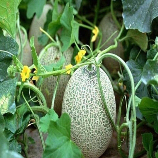 100 Organic Hales Best Jumbo Cantaloupe Seeds Melon Muskmelon
