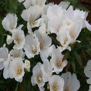 500 Godetia White Flower Seeds Native Wildflower Clarkia amoena