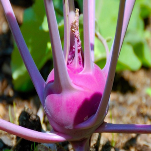 250 Heirloom Purple Vienna Kohlrabi Seeds