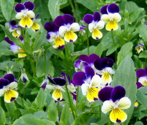 500 JOHNNY JUMP UP Helen Mount Viola Seeds Tricolor Flower