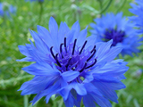 500 Tall Blue Bachelor Button Cornflower Flower Seeds