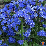 1 oz Blue Italian Alkanet Anchusa Capensis Flower Seeds (Approx 12,000 Seeds)