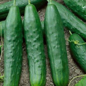 200 Straight Eight Heirloom Cucumber Seeds